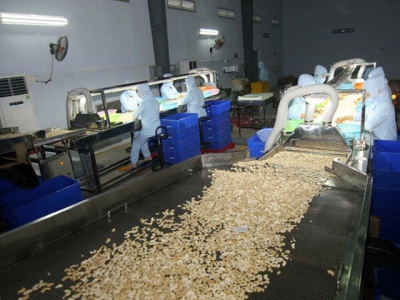 Cashew processors face difficulties with raw material imports