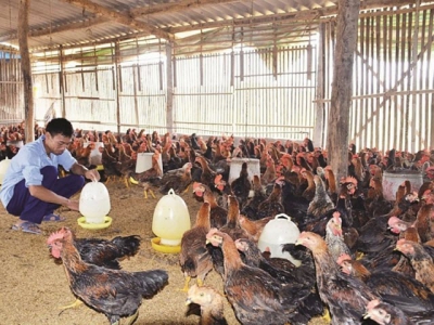 Creating a boost for poultry exports