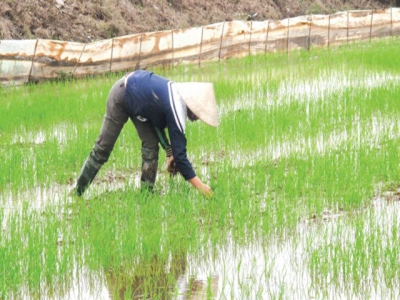 Kỹ thuật xử lý rơm rạ sau thu hoạch để hạn chế ngộ độc hữu cơ cho lúa mùa