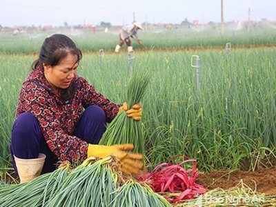 Nông dân căng mình dưới nắng chống nóng cho rau màu