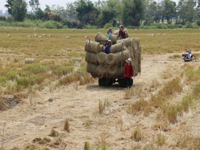 Mekong Delta rice farmers earn high income from rice straw