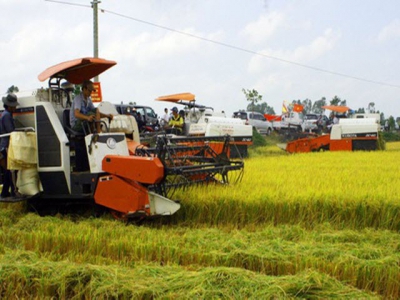 Hau Giang farmers enjoy bumper crop of rice