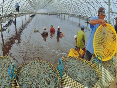 Shrimp exports to China show drastic upturn after five years