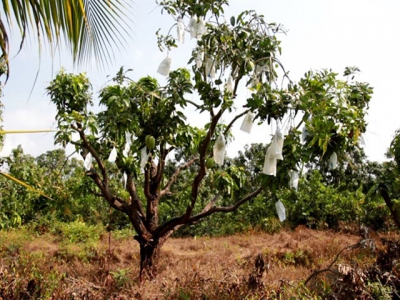 VietGAP quality mango fetches high incomes for farmers in Mekong Delta commune