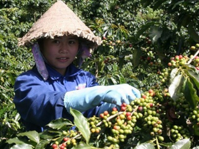COVID-19 causes coffee prices to tumble to record 10-year low