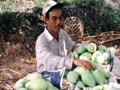 Dong Thap struggles to seek market for mango during Covid-19 pandemic