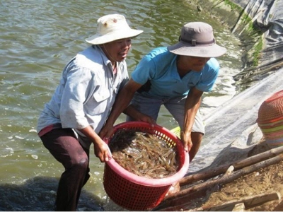 Prices of shrimps in Mekong Delta provinces decline heavily