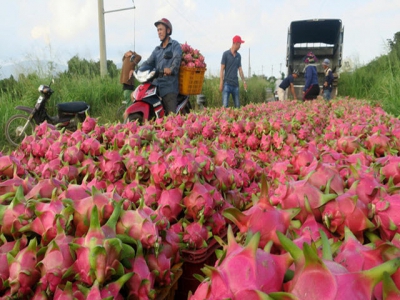Coronavirus hits Vietnams fruit exports to biggest market, China