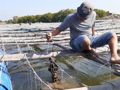 Bà Rịa – Vũng Tàu farmers expand breeding of Pacific oysters