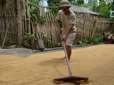 Kỹ thuật thu hoạch và phơi sấy lúa Japonica nhằm giảm tổn thất sau thu hoạch