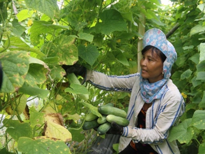 Trà Vinh promotes agricultural restructuring as drought, saline intrusion damages crops