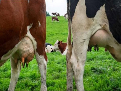 Israel chỉnh hệ vi sinh của bò để giảm phát thải khí mê-tan
