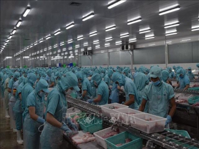 Đồng Tháp helps fish exporters amid lower demand during COVID-19