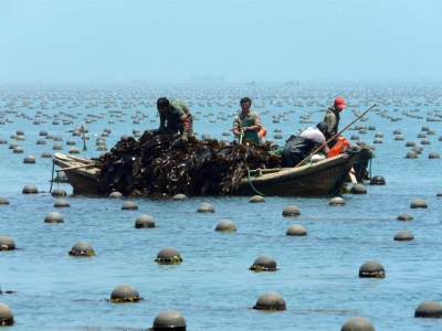 Tiêu thụ và sản xuất nuôi trồng thủy hải sản có trách nhiệm