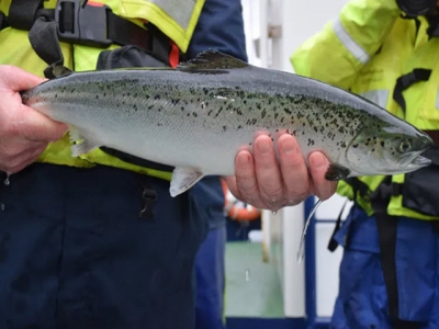Are organic farmed salmon more susceptible to sea lice?