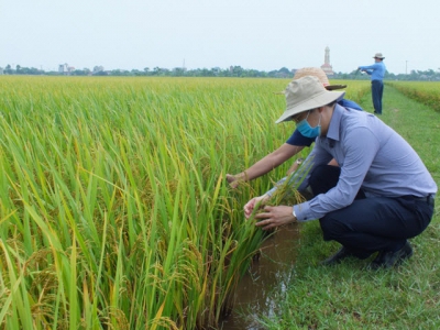 Cảnh giác sâu bệnh cuối vụ đông xuân