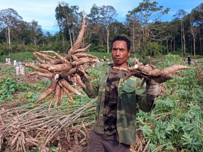 Cassava exports, prices jump on surging China demand