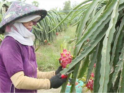 Chau Thanh: 5,500 hectares of high-tech dragon fruit built