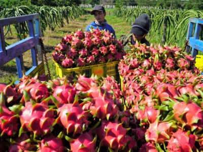 Vietnamese fruit and vegetable businesses seek to meet global demands
