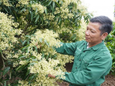 Japanese GI certificate: Passport for Luc Ngan lychee to enter fastidious markets