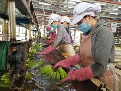 Vietnam expects to export US$10 billion of fruit, vegetables in 2030