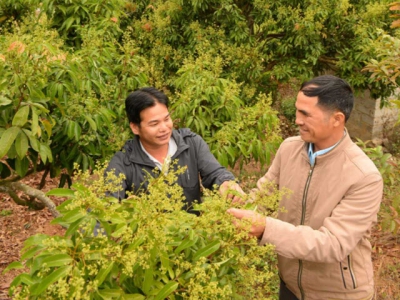 Bac Giang - VietGap lychee cultivation area increases