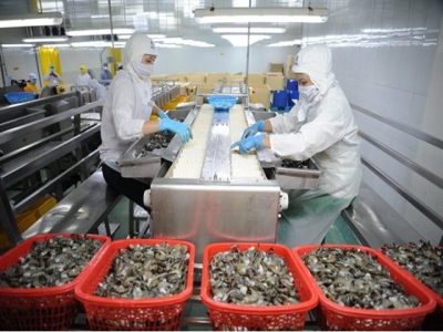 Mekong Delta provinces shrimp exports to EU market skyrocket in Q1