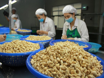 Cashew nut exports enjoy surge in volume throughout Q1
