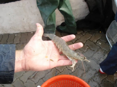 How can we save the global shrimp industry from devastating diseases?