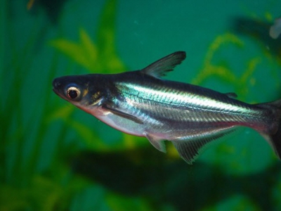 How Aflatoxins threaten pangasius catfish production