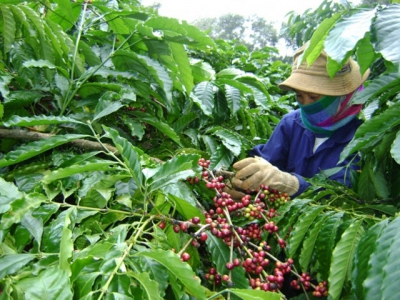 Post-pandemic recovery brewing in Vietnams coffee sector