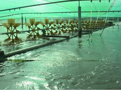 Bac Lieu strives to become national shrimp industrys centre