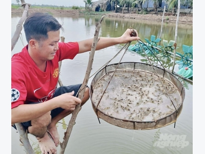 Trời giảm nhiệt, người nuôi tôm đồng loạt xuống giống ở Trà Vinh