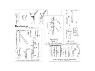 Cách Chiết Cây Ăn Quả Nhanh Ra Rễ Như Thế Nào?