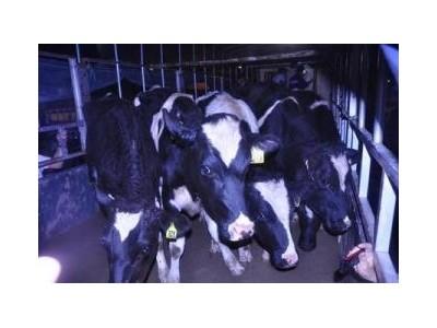 Vinamilk Nhập Gần 250 Con Bò Sữa Úc