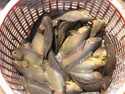 Bí quyết nuôi cá rô đồng trong bể xi măng đạt năng suất và thu nhập cao