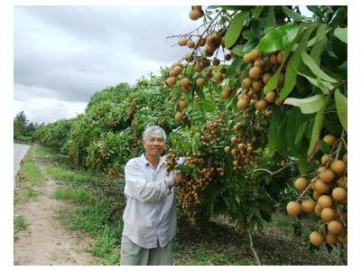 Hồi Sinh Cây Trái Cù Lao Minh (Vĩnh Long)