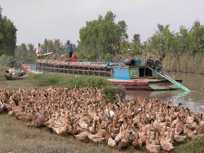 Chăn Nuôi Tìm Lối Đi An Toàn