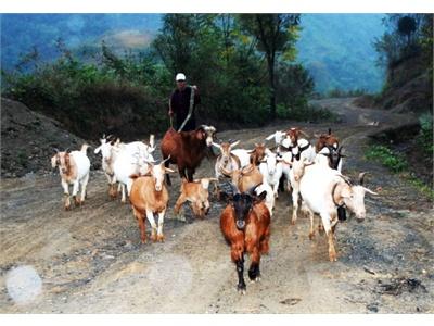 Hạ Lang Phát Triển Chăn Nuôi Dê Hàng Hóa