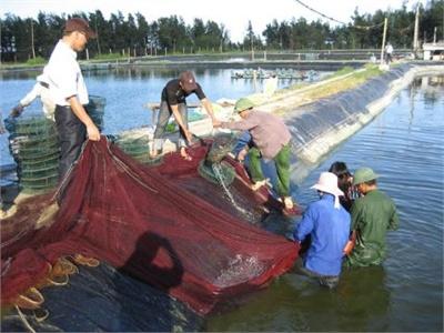 Bán Chạy Tôm Vì Lo Dịch