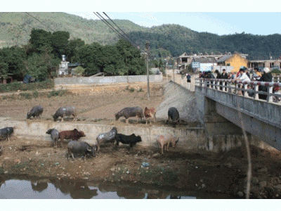 Phát Triển Chăn Nuôi Tạo Sản Phẩm Hàng Hoá