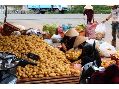 Tiêu Hủy 26 Tấn Khoai Tây Trung Quốc Độc Hại