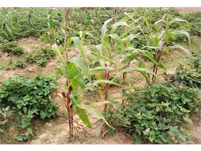 Kỹ thuật trồng rau xen canh theo tiêu chuẩn hữu cơ  WAO NNTT