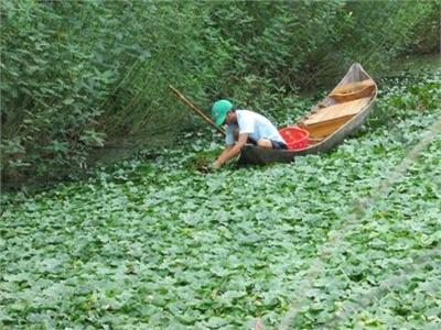 Nghề Trồng Ấu Gặp Khó Khăn