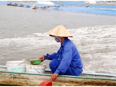 Tôm Nuôi Lại Chết Ở Thừa Thiên Huế