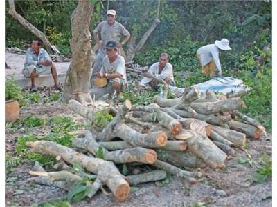 Bệnh Chổi Rồng Trên Nhãn Tiếp Tục Phòng Trị Hay Đốn Bỏ?