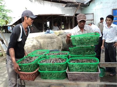 Cánh Đồng Tôm Lớn