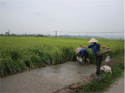 Vụ Lúa Đông Xuân Được Mùa Lớn