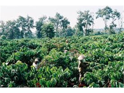 Sử Dụng Nhãn Hiệu Chứng Nhận Cà Phê Arabica Lang Biang