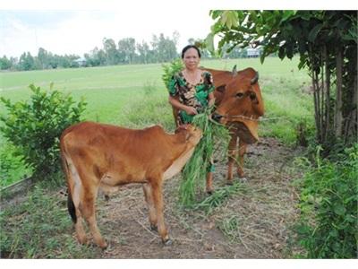 Dự Án Heifer Giúp Nông Dân Phát Triển Kinh Tế